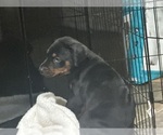 Small #4 Doberman Pinscher