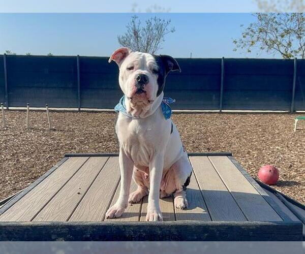 Medium Photo #1 Mutt Puppy For Sale in Orange, CA, USA