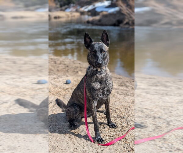 Medium Photo #3 Holland Shepherd Puppy For Sale in Imlay City, MI, USA