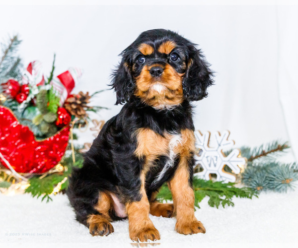 Medium Photo #49 Cavalier King Charles Spaniel Puppy For Sale in WAKARUSA, IN, USA