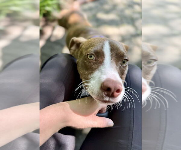 Medium Photo #17 American Pit Bull Terrier-Unknown Mix Puppy For Sale in Brewster, NY, USA