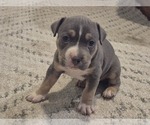 Puppy Puppy 5 American Bully