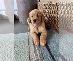 Puppy Puppy 6 Golden Retriever