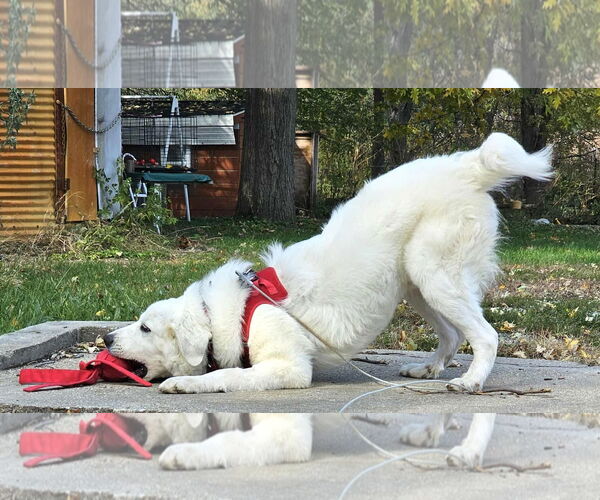 Medium Photo #5 Great Pyrenees-Retriever  Mix Puppy For Sale in Westmont, IL, USA