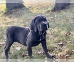 Small Photo #5 Cane Corso Puppy For Sale in NEWTON, NJ, USA