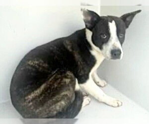 Black Mouth Cur-Boxer Mix Dogs for adoption in Houston, TX, USA