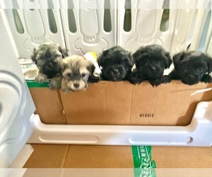 Havanese Puppy for Sale in KNOXVILLE, Tennessee USA