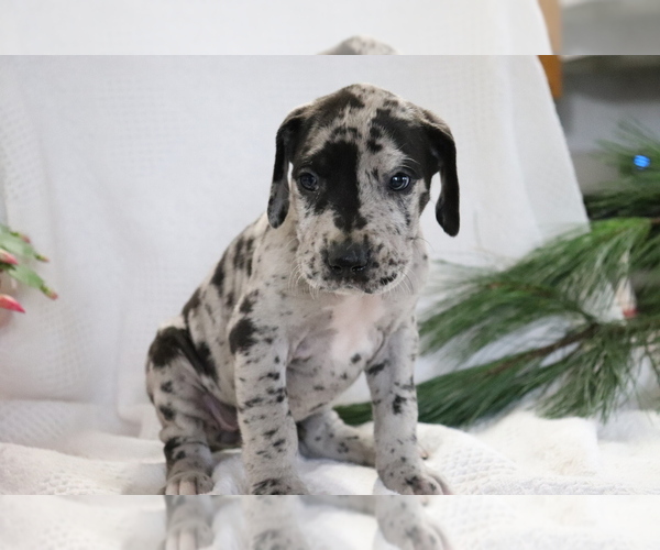 Medium Photo #4 Great Dane Puppy For Sale in SHILOH, OH, USA
