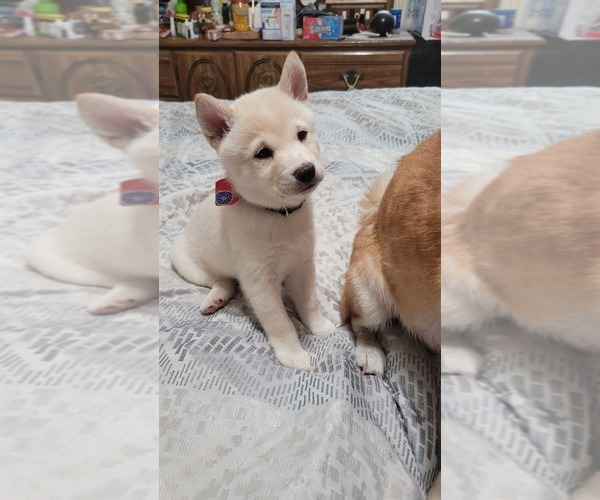 Medium Photo #2 Shiba Inu Puppy For Sale in NORTH MIAMI BEACH, FL, USA