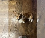 Small Photo #1 Pembroke Welsh Corgi Puppy For Sale in ABSECON, NJ, USA