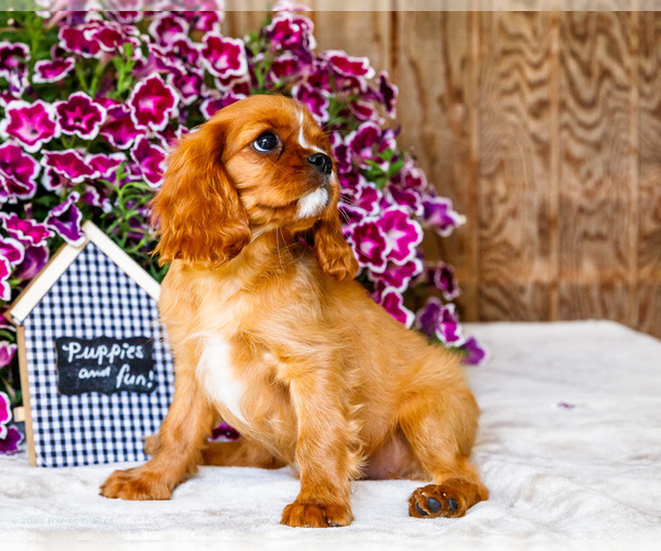 Medium Photo #33 Cavalier King Charles Spaniel Puppy For Sale in WAKARUSA, IN, USA