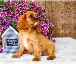 Small #6 Cavalier King Charles Spaniel