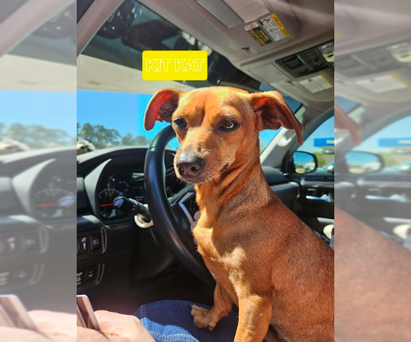 Medium Photo #1 Chiweenie Puppy For Sale in Cranston, RI, USA