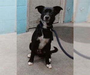 Mutt Dogs for adoption in Downey, CA, USA