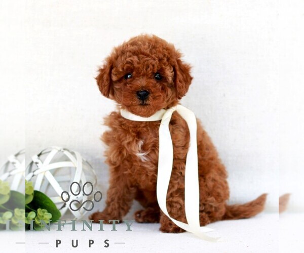 Medium Photo #1 Cavapoo (Miniature) Puppy For Sale in NEWMANSTOWN, PA, USA