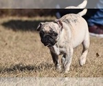 Small #1 Pug