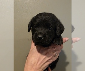 Labrador Retriever Puppy for Sale in NORTH DARTMOUTH, Massachusetts USA