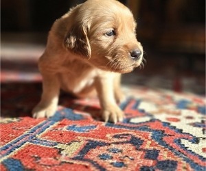 Golden Retriever Puppy for sale in HAMMONTON, NJ, USA