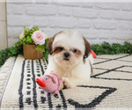 Small #6 Shih Tzu