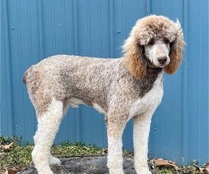 Father of the Poodle (Standard) puppies born on 01/03/2023