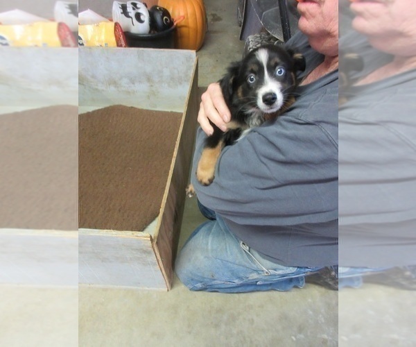 Medium Photo #1 Australian Shepherd Puppy For Sale in AUBURN, IN, USA