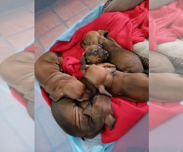 Medium Photo #2 Dachshund Puppy For Sale in TALLAHASSEE, FL, USA