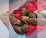 Small Photo #2 Dachshund Puppy For Sale in TALLAHASSEE, FL, USA