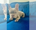 Small #11 French Bulldog