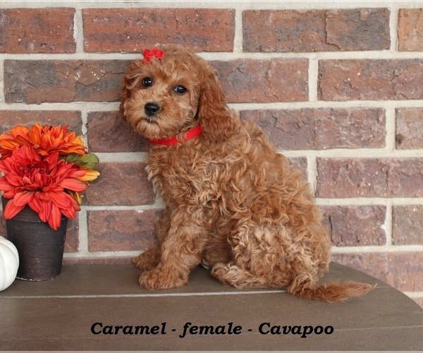 Medium Photo #3 Cavapoo (Miniature) Puppy For Sale in CLARKRANGE, TN, USA