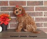 Small #2 Cavapoo (Miniature)