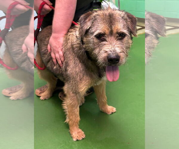 Medium Photo #2 Chow Chow-German Shepherd Dog Mix Puppy For Sale in Rustburg, VA, USA