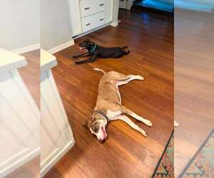 Winnie - Female Labrador Retriever-Unknown Mix Dog for Adoption - Photo #3