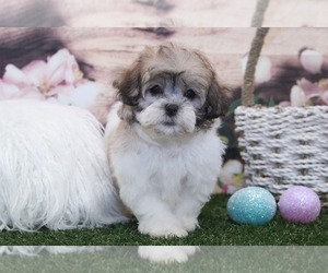Zuchon Puppy for sale in MARIETTA, GA, USA