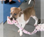 Small #8 American Pit Bull Terrier-Labrador Retriever Mix