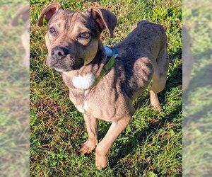 Mutt Dogs for adoption in Akron, OH, USA