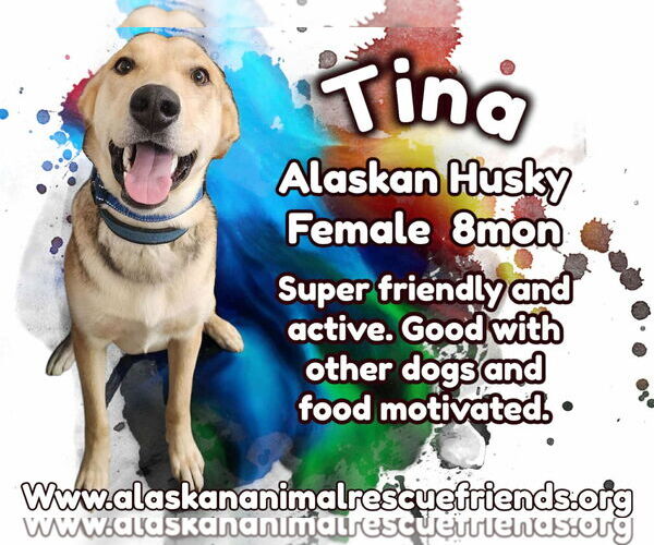 Medium Photo #1 German Shepherd Dog-Huskies  Mix Puppy For Sale in Anchorage, AK, USA
