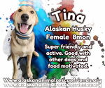 Small German Shepherd Dog-Huskies Mix