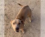 Small Labrador Retriever Mix