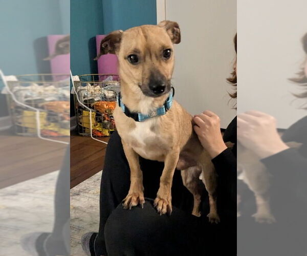 Medium Photo #13 Chihuahua Puppy For Sale in Oakhurst, NJ, USA