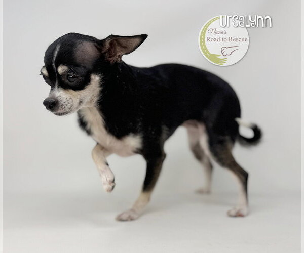 Medium Photo #4 Chihuahua Puppy For Sale in Benton, LA, USA