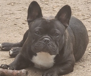 French Bulldog Puppy for sale in SPRINGFIELD, OR, USA