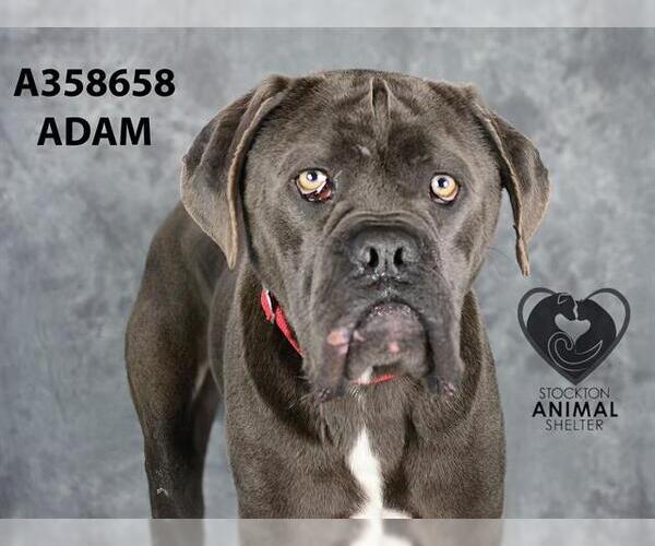 Medium Photo #1 Mutt Puppy For Sale in Stockton, CA, USA