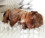 Puppy Puppy 8 Female Cavalier King Charles Spaniel