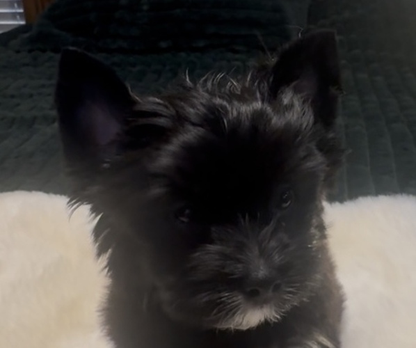 Medium Photo #5 Yorkshire Terrier Puppy For Sale in FORT WORTH, TX, USA