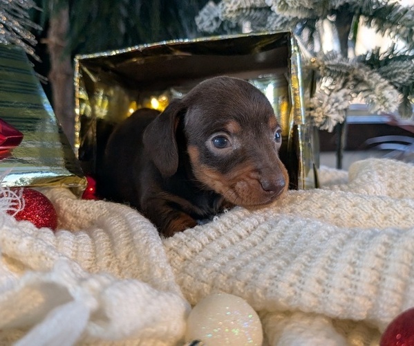 Medium Photo #11 Dachshund Puppy For Sale in GOSHEN, IN, USA