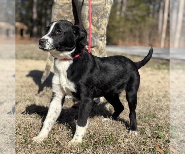 Medium Photo #2 Border Collie-Unknown Mix Puppy For Sale in Yardley, PA, USA