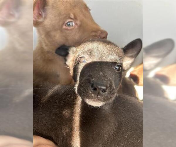 Medium Photo #1 Mutt Puppy For Sale in Houston, TX, USA