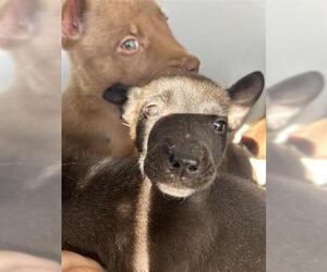 Mutt Dogs for adoption in Houston, TX, USA