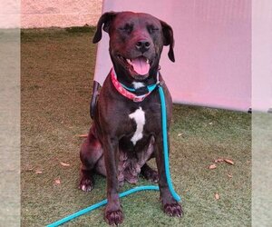 American Pit Bull Terrier-Labrador Retriever Mix Dogs for adoption in Rockwall, TX, USA