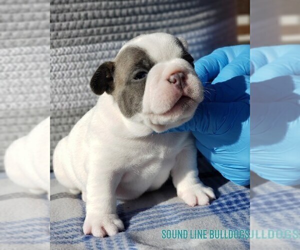 Medium Photo #4 French Bulldog Puppy For Sale in GRAHAM, WA, USA